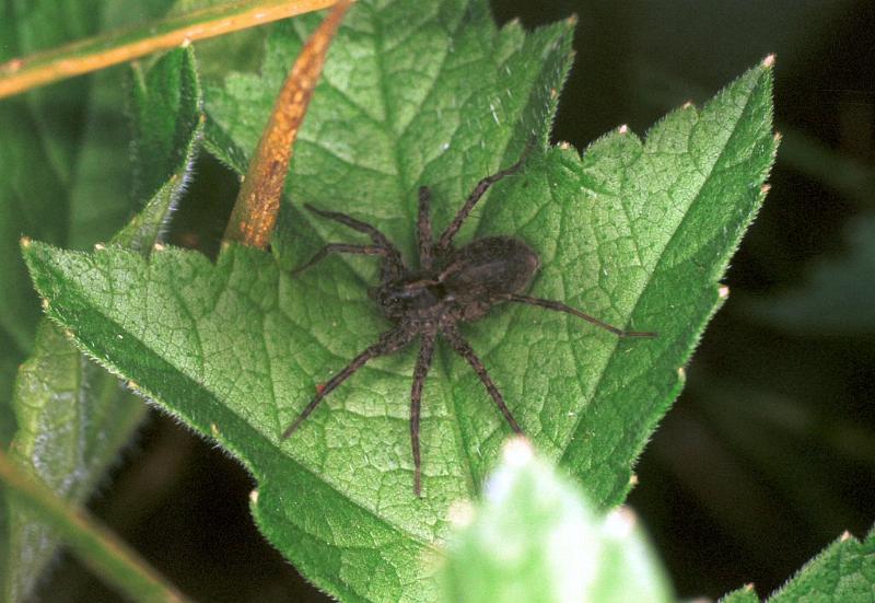 Pardosa_amentata_F2162_O_75_Les Gris_Frankrijk.jpg